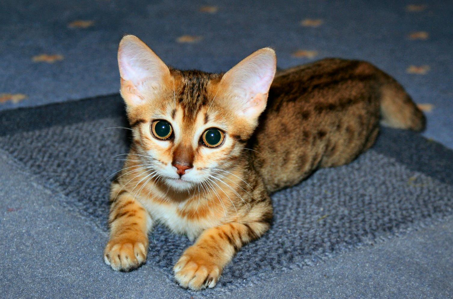 かわいい猫画像No.49「まっすぐ見つめる好奇心の瞳・子猫・大きな耳」