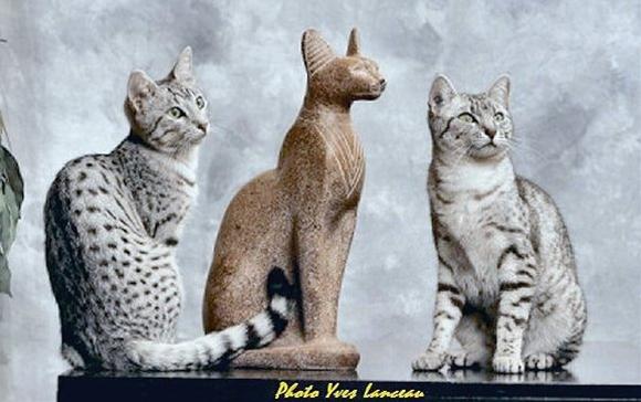 かわいい猫画像No.55「エジプト時代の像に似てます」