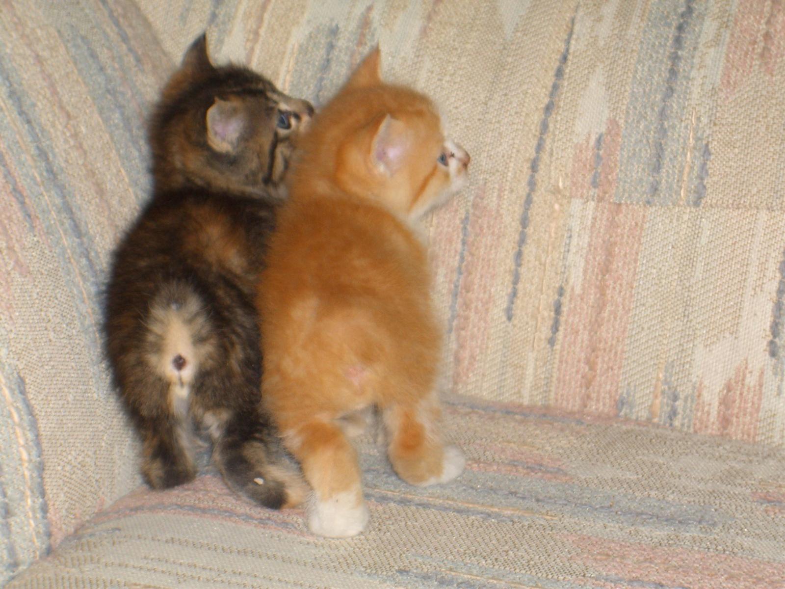 かわいい猫画像No.10「猫−マンクスの壁紙画像「こねこ・2匹寄り添って」」
