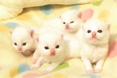 かわいい猫画像No.3「猫−ラグドールの壁紙画像「子猫・4匹兄弟・かわいい毛布」」