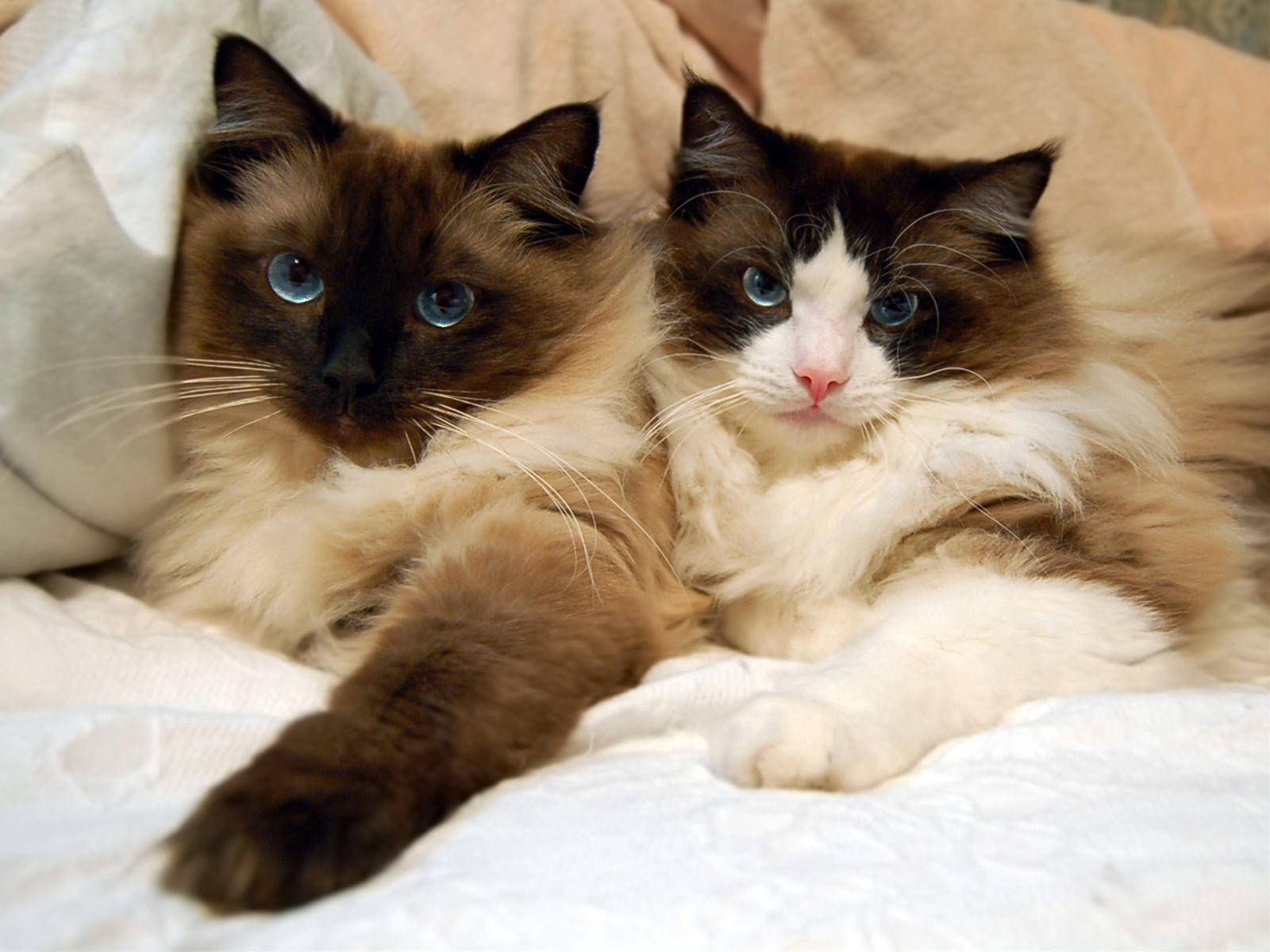 かわいい猫画像No.4「猫−ラグドールの壁紙画像「仲良し兄弟・黒い顔と前足」」
