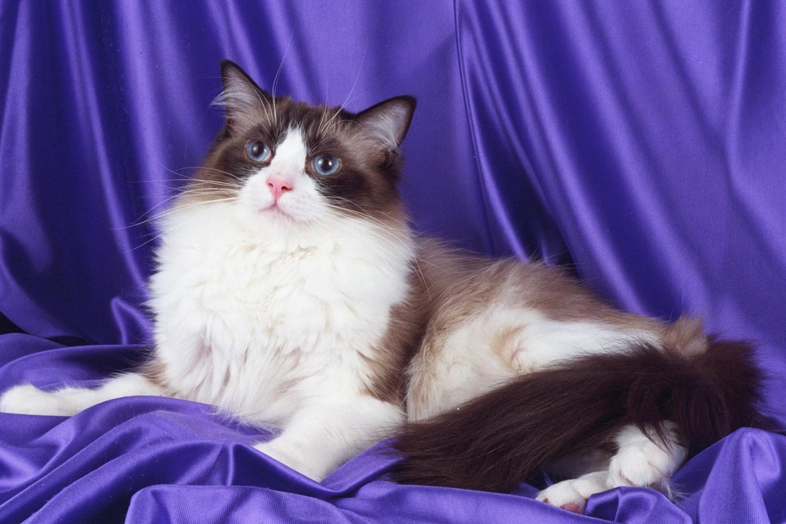 かわいい猫画像No.11「猫−ラグドールの壁紙画像「モデル美猫・紫シート」」