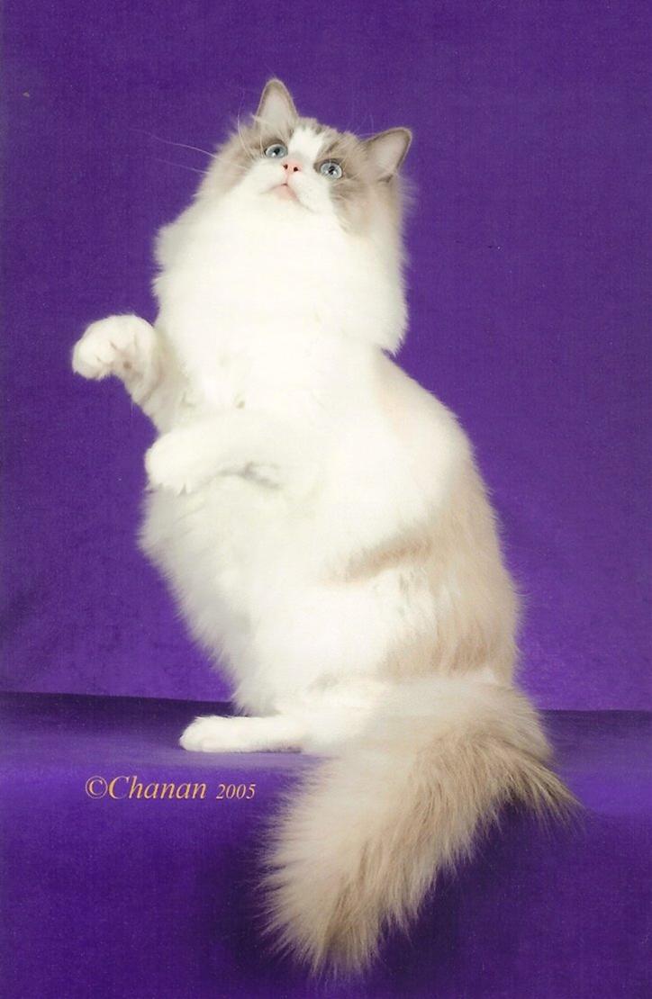 かわいい猫画像No.20「猫−ラグドールの壁紙画像「後ろ足立ち・二足歩行」」