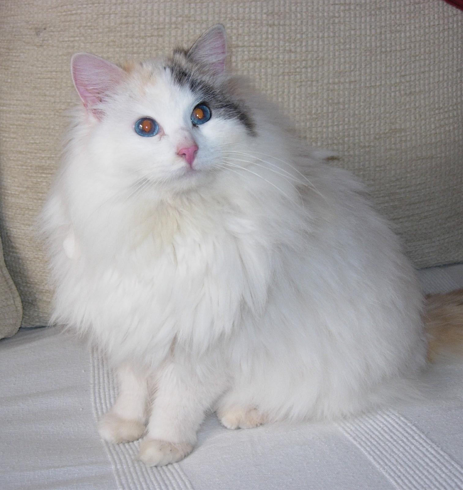 かわいい猫画像No.21「猫−ラグドールの壁紙画像「きれいな目・ふわふわの被毛」」
