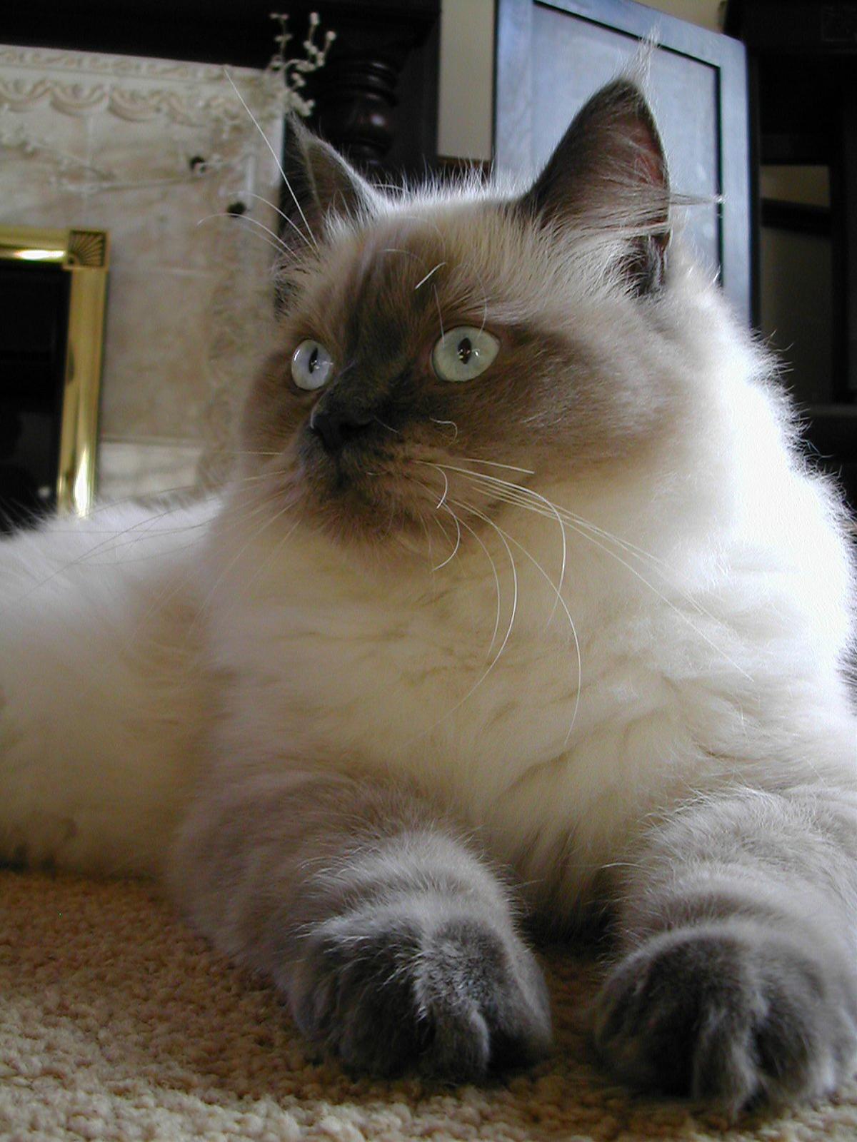かわいい猫画像No.50「猫−ラグドールの壁紙画像「太い前足」」