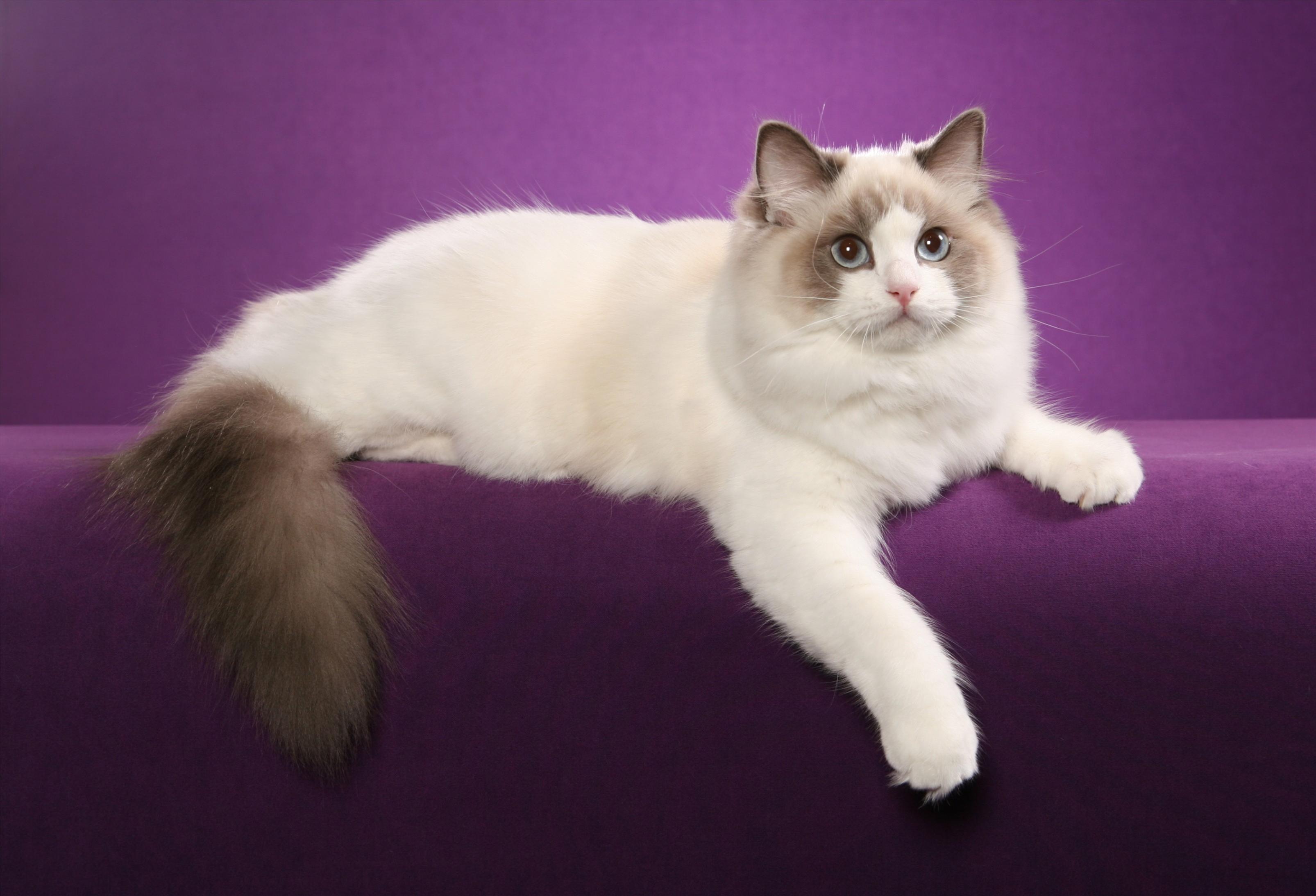 かわいい猫画像No.57「猫−ラグドールの壁紙画像「前足ダラーン・大型猫」」