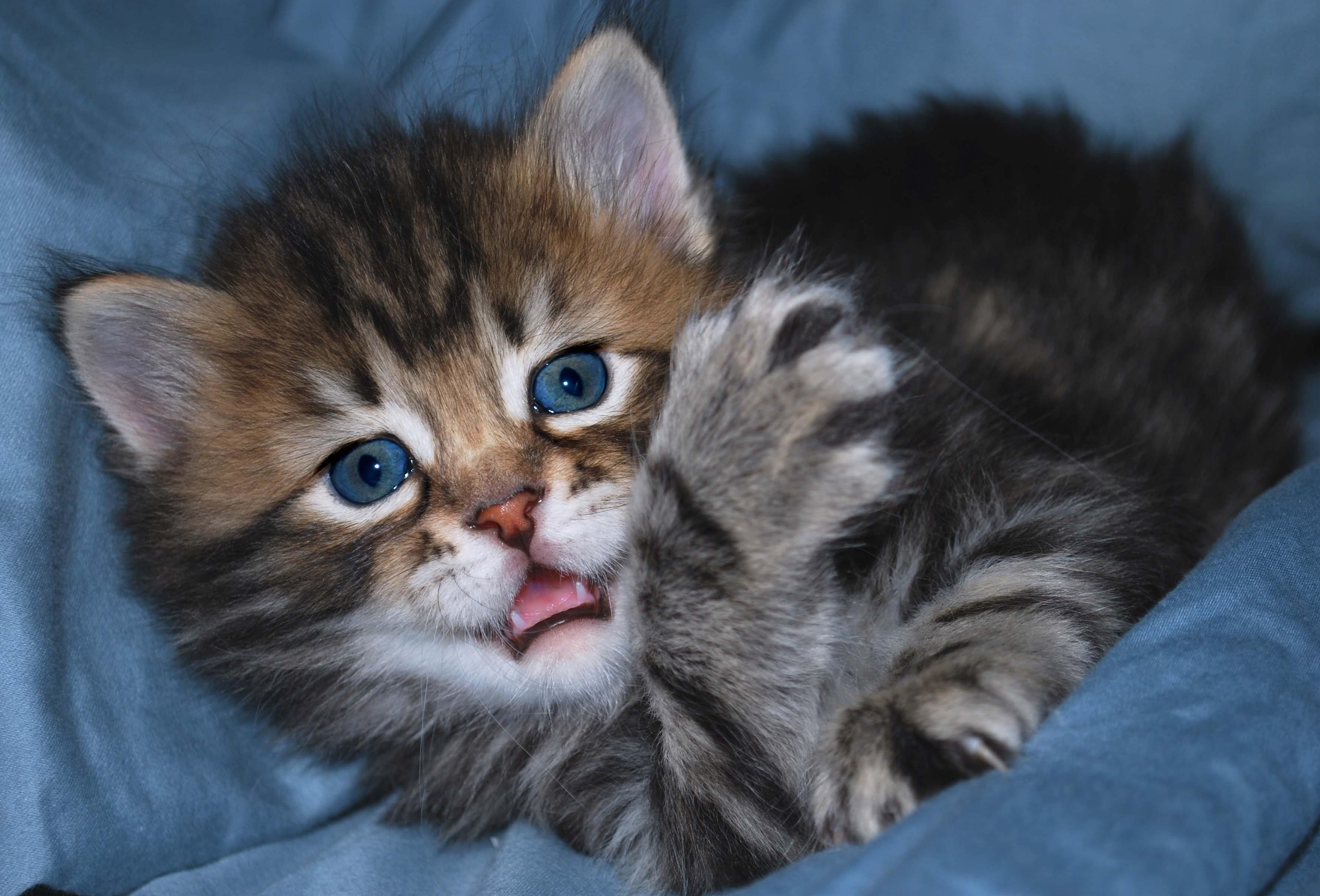 Сибирская кошка котята