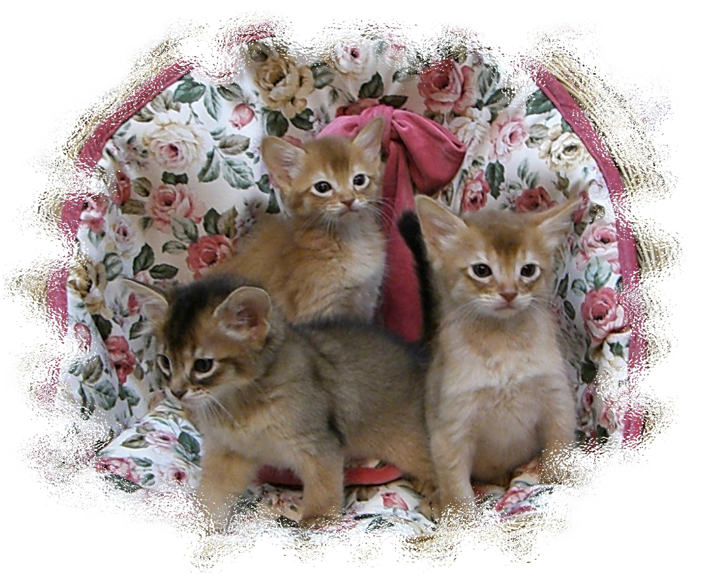 かわいい猫画像No.4「猫−ソマリの壁紙画像「子猫・3兄弟」」
