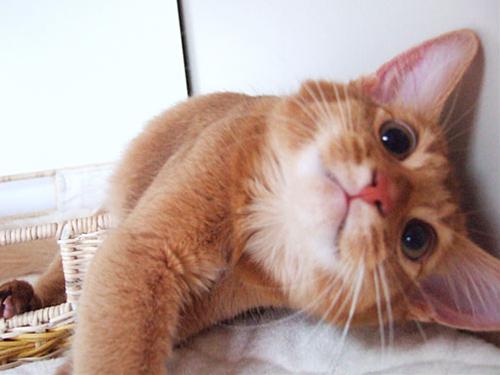 かわいい猫画像No.5「猫−ソマリの壁紙画像「でんぐりポーズ・可愛い顔」」
