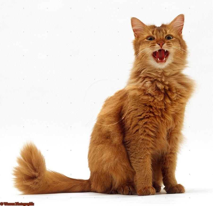 かわいい猫画像No.7「猫−ソマリの壁紙画像「鳴き顔・口開け」」