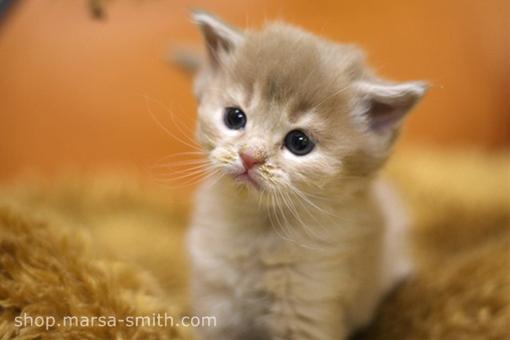 かわいい猫画像No.10「猫−ソマリの壁紙画像「こねこ・丸い顔」」