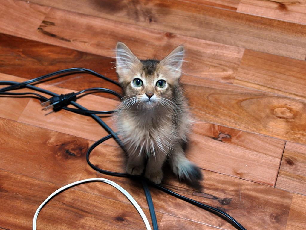 かわいい猫画像No.12「猫−ソマリの壁紙画像「子猫・床から見上げる」」