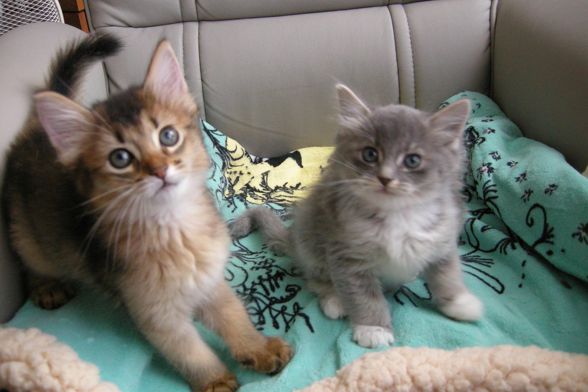 かわいい猫画像No.13「猫−ソマリの壁紙画像「子猫・お兄ちゃんと弟」」