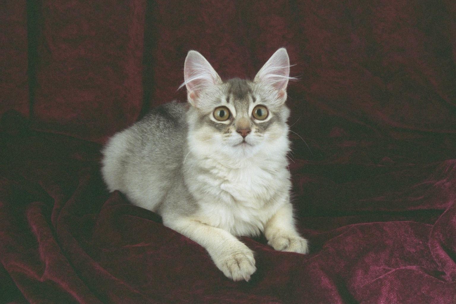 かわいい猫画像No.14「猫−ソマリの壁紙画像「子猫・大きな目」」