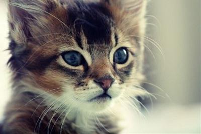 かわいい猫画像No.15「猫−ソマリの壁紙画像「子猫・アップショット」」