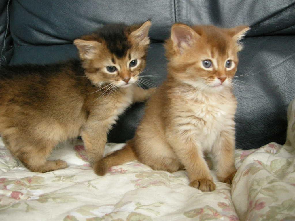 かわいい猫画像No.17「猫−ソマリの壁紙画像「子猫・2匹兄弟」」