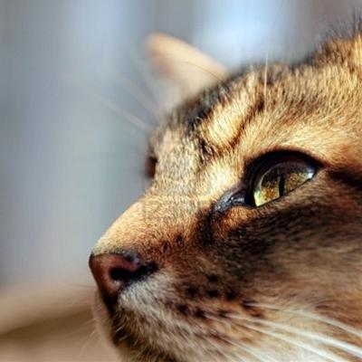 かわいい猫画像No.18「猫−ソマリの壁紙画像「横顔アップ・ふさふさの尾」」