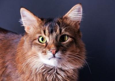 かわいい猫画像No.23「猫−ソマリの壁紙画像「真一文字の口・ダブルコート被毛」」