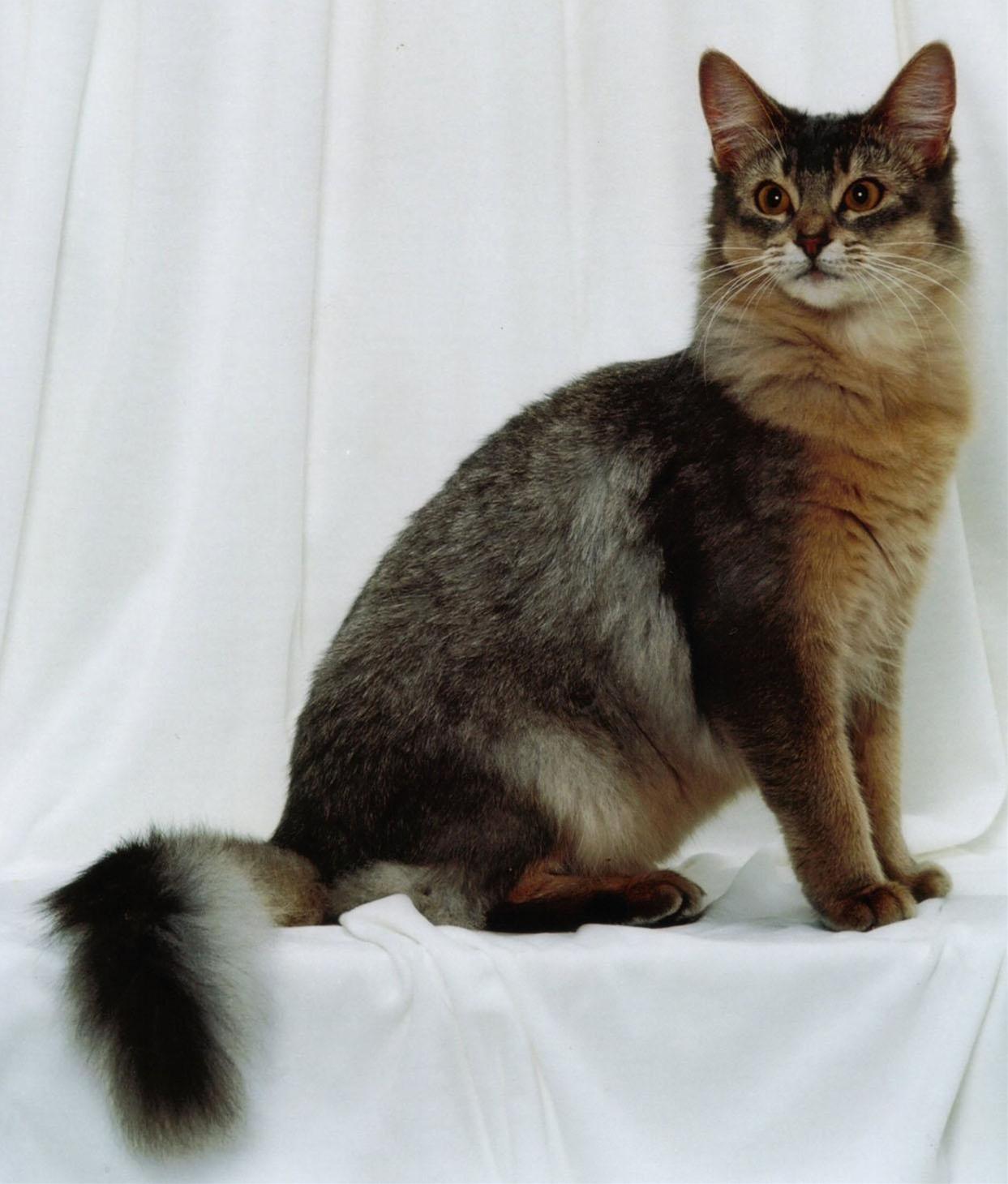 かわいい猫画像No.24「猫−ソマリの壁紙画像「長いふさふさしっぽ・白いレース」」