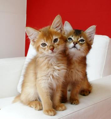 かわいい猫画像No.25「猫−ソマリの壁紙画像「子猫・擦り寄る兄弟」」