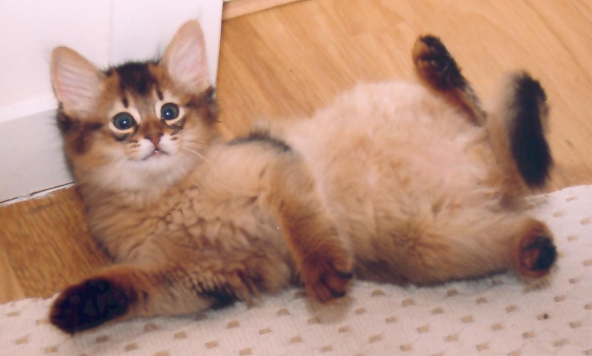 かわいい猫画像No.27「猫−ソマリの壁紙画像「子猫・仰向け無防備・大股開き」」