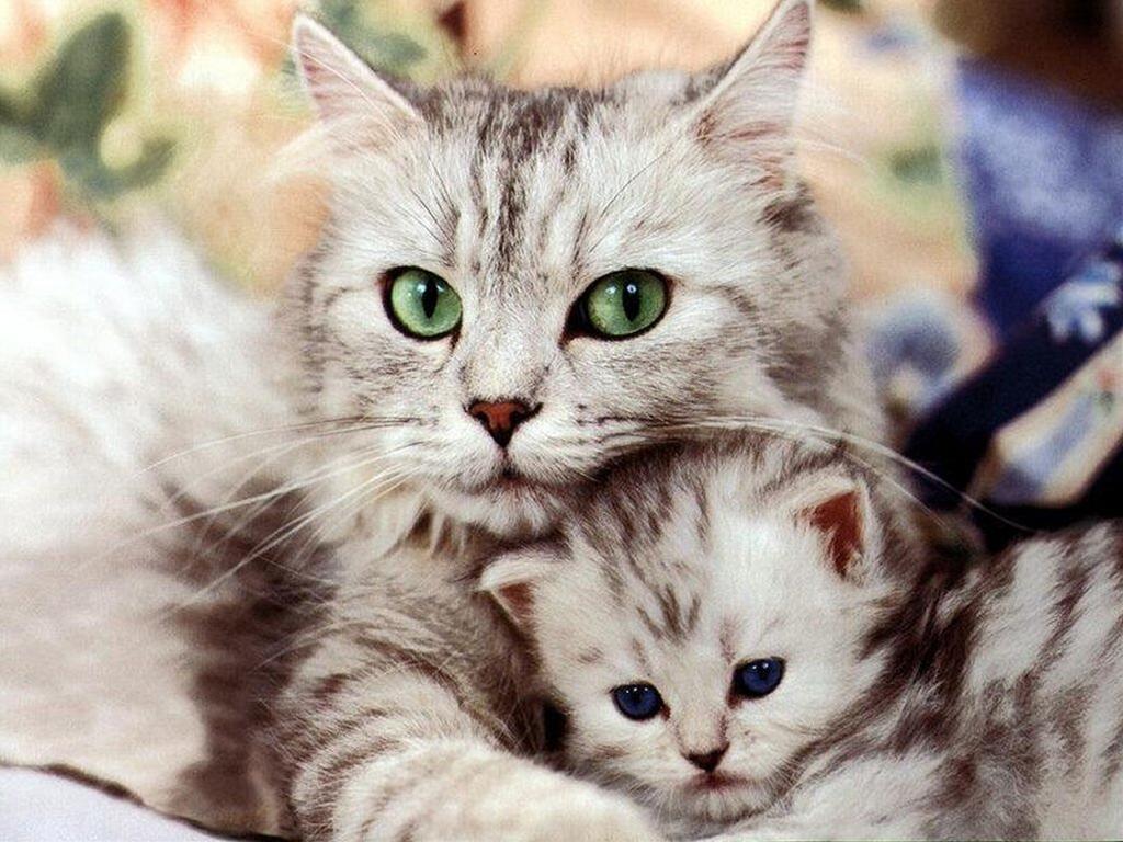 かわいい猫画像No.29「猫−ソマリの壁紙画像「こねこ・白黒縞模様の親子」」