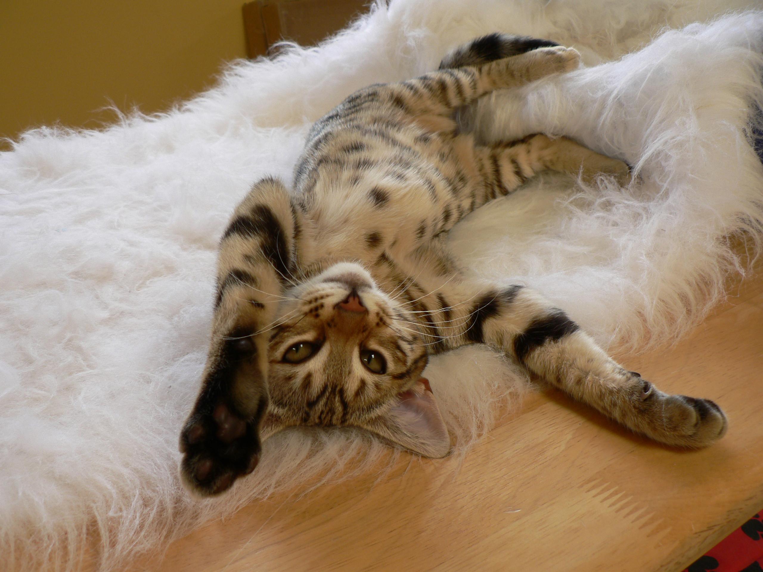 かわいい猫画像No.30「猫−ソマリの壁紙画像「仰向けバンザイポーズ・毛布」」
