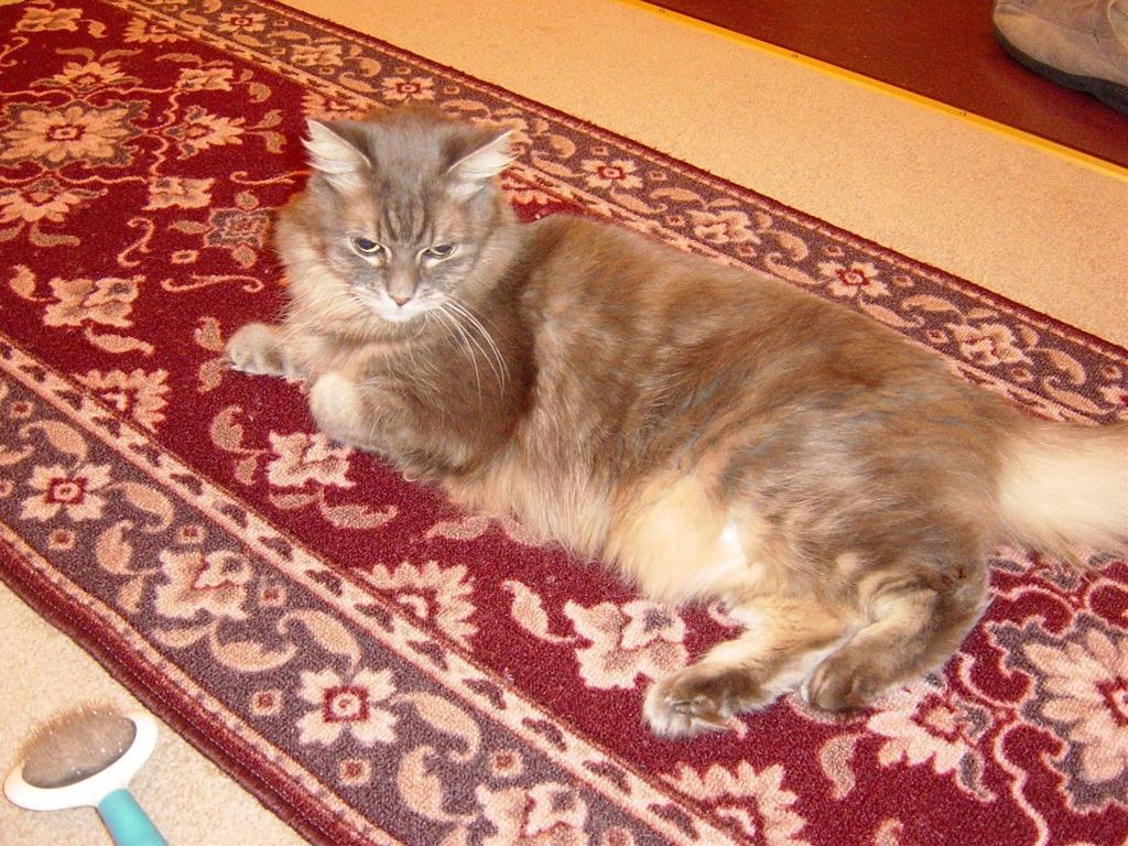かわいい猫画像No.31「猫−ソマリの壁紙画像「ゴージャスカーペット・横寝」」