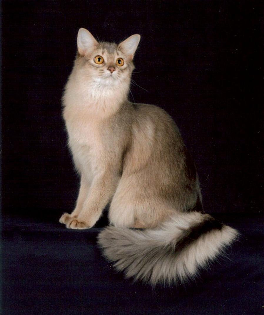 かわいい猫画像No.34「猫−ソマリの壁紙画像「きれいな尾・フサフサ毛並み」」