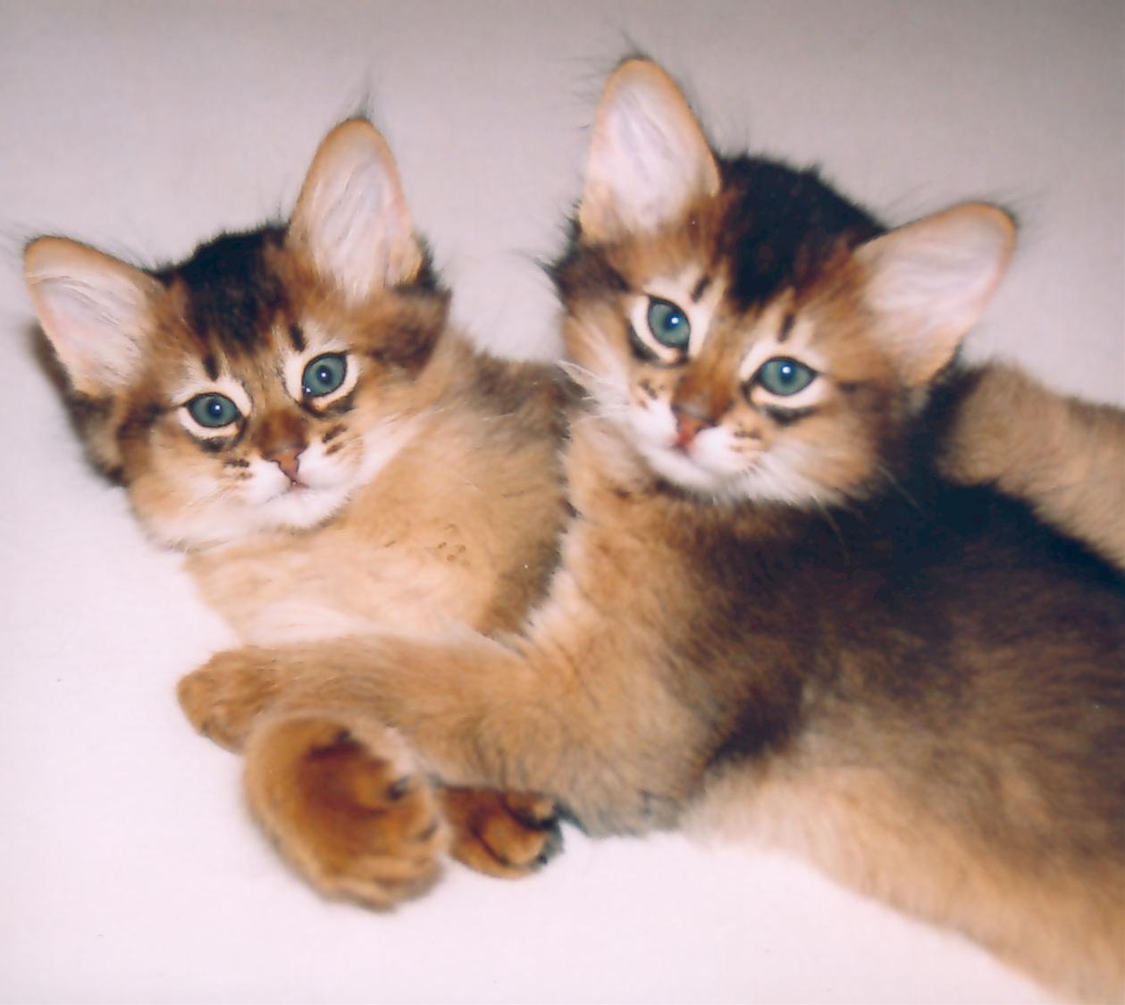 かわいい猫画像No.35「猫−ソマリの壁紙画像「子猫・抱きあう2匹」」
