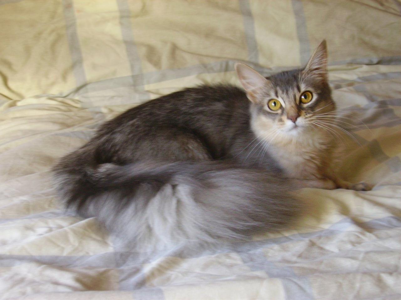 かわいい猫画像No.37「猫−ソマリの壁紙画像「しっぽを巻いて・大きな目」」
