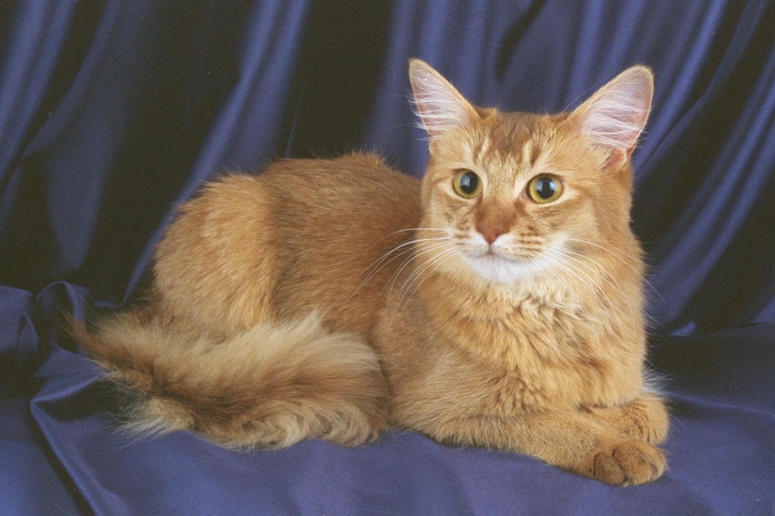 かわいい猫画像No.39「猫−ソマリの壁紙画像「濃紺の背景・ダブルコート被毛」」