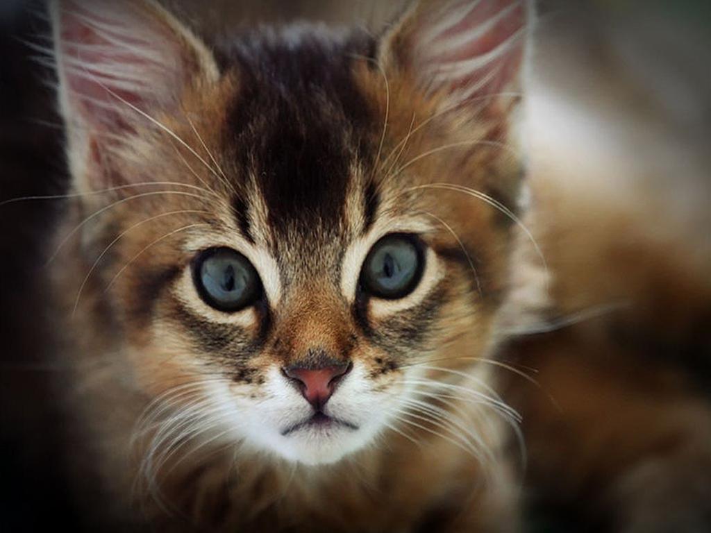 かわいい猫画像No.40「猫−ソマリの壁紙画像「子猫・ほっそりフェイス」」