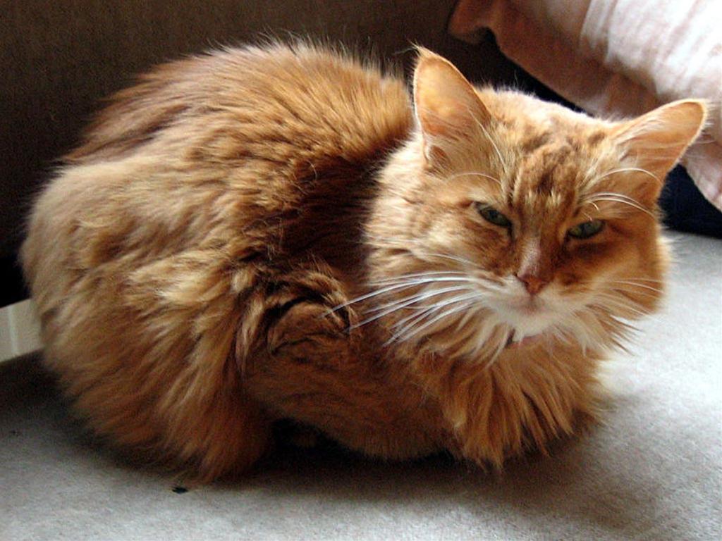 かわいい猫画像No.41「猫−ソマリの壁紙画像「眠たげな目・リラックスタイム」」