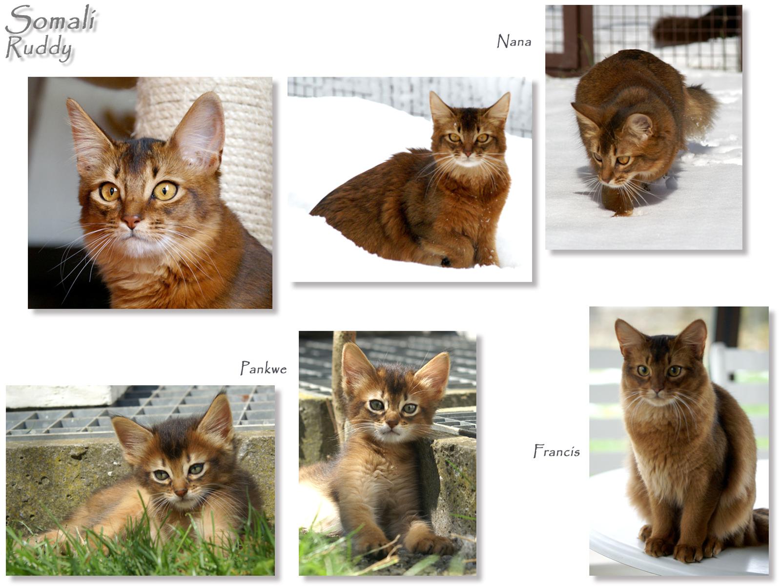 かわいい猫画像No.42「猫−ソマリの壁紙画像「スナップショット・写真色々」」