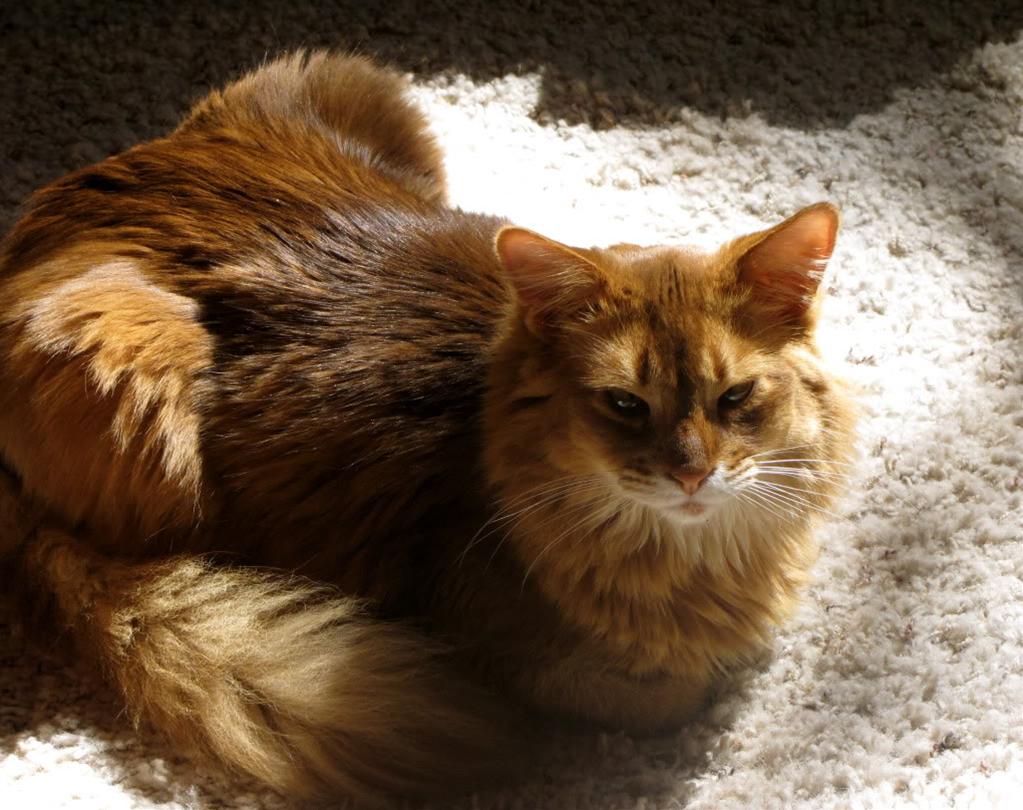 かわいい猫画像No.43「猫−ソマリの壁紙画像「日向ぼっこ・横になってくつろぐ」」