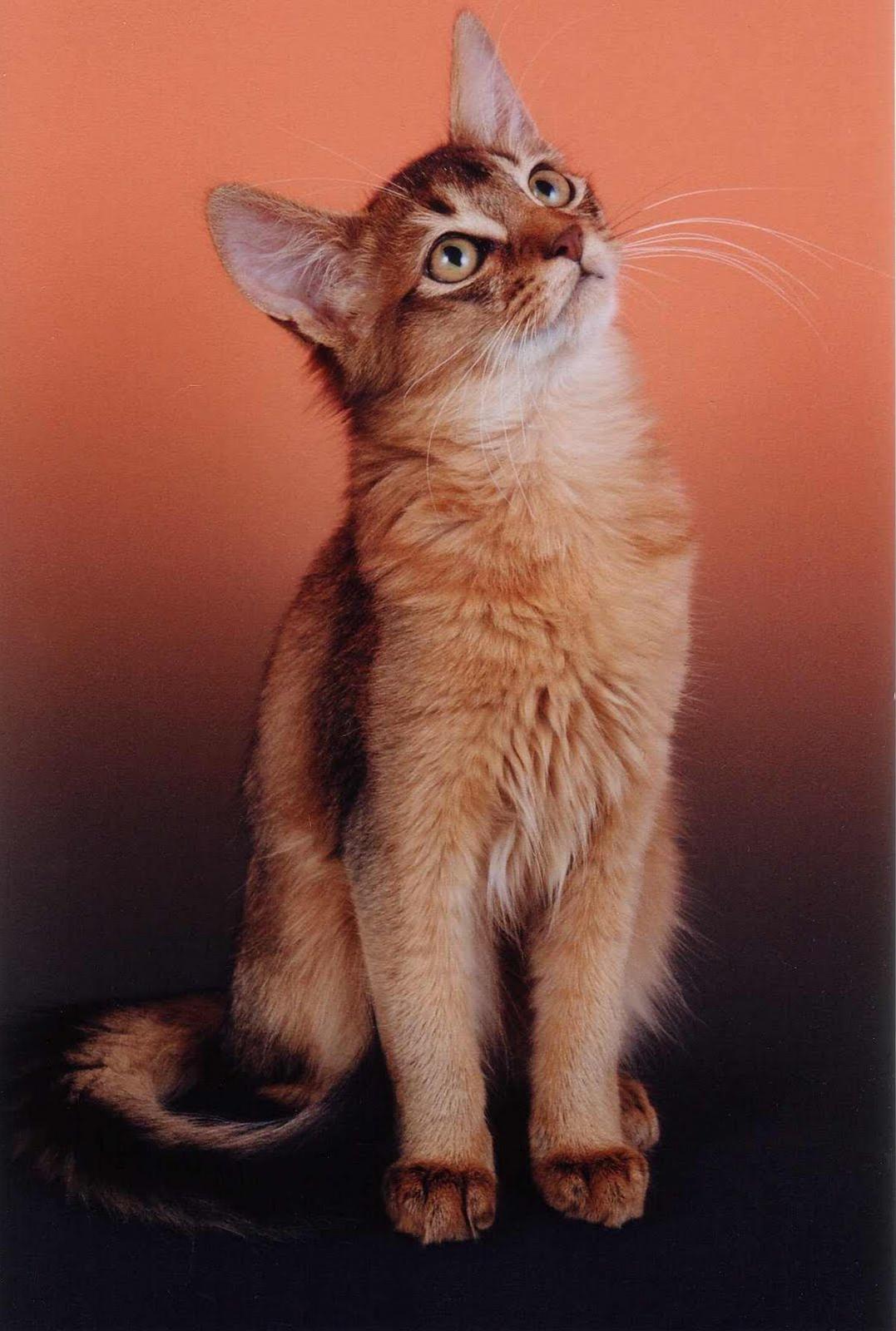 かわいい猫画像No.45「猫−ソマリの壁紙画像「お座り・見上げて」」