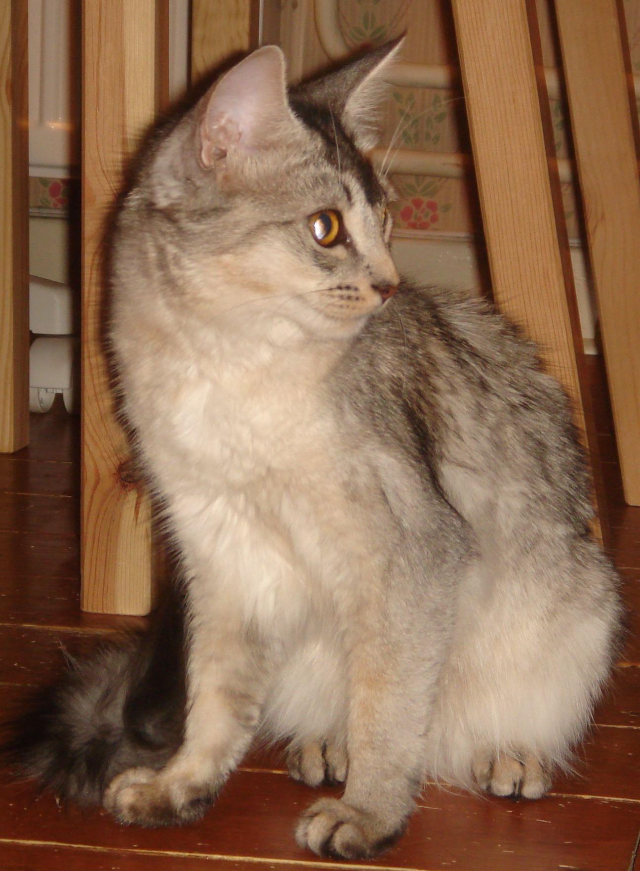 かわいい猫画像No.47「猫−ソマリの壁紙画像「ふさふさのしっぽ・ダブルコート被毛」」