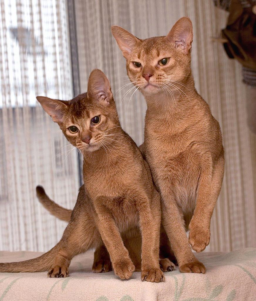 かわいい猫画像No.48「猫−ソマリの壁紙画像「横並び兄弟」」