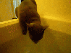 猫のGIF動画・アニメ-好奇心ねこを洗う