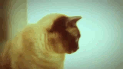猫のGIF動画・アニメ-ふざけ顔