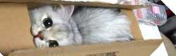 箱に入った猫の画像・写真