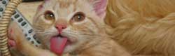 無料の猫舌画像