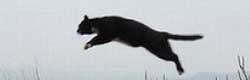 跳躍する猫たちの写真・画像