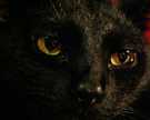 厳選 黒猫の画像