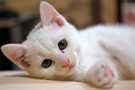 厳選 白猫の画像
