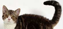 猫の種類と画像「アメリカンワイヤーヘア」