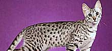 猫の種類と画像「エジプシャンマウ」