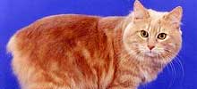猫の種類と画像「キムリック」