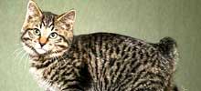 猫の種類と画像「クリルアイランドボブテイル」